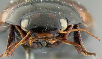 Media type: image;   Entomology 6056 Aspect: head frontal view